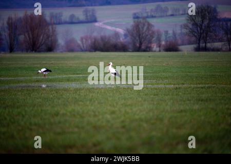 Kaltenbrunn, Germania. 14 febbraio 2024. Due cicogne cercano cibo in un prato allagato. Le prime cicogne ritornano dai loro quartieri invernali. Crediti: Pia Bayer/dpa/Alamy Live News Foto Stock