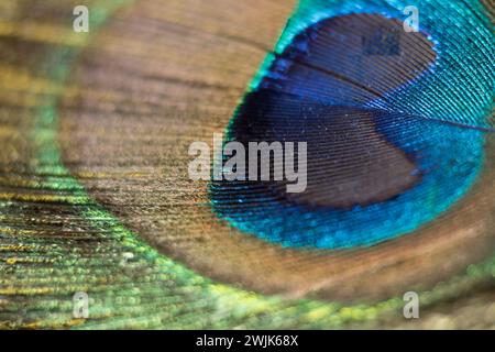 Stile vibrante: Una piume di pavone guarda da vicino, tuffati nel cuore di una piuma di pavone con questo scatto macro. I vivaci petali azzurri Foto Stock