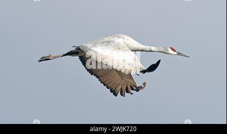 un primo piano di una singola gru di sabbia in volo sul suo habitat invernale nel rifugio faunistico dello stato di bernardo, vicino a socorro, nel nuovo messico Foto Stock