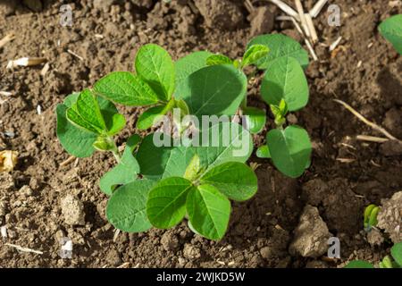 Piante di soia verdi fresche sul campo in primavera. File di piante di soia giovani. Foto Stock