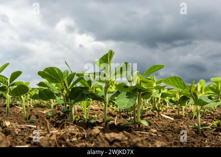 Primo piano di foglie di soia in un campo di piante giovani. Colture giovani di colture agricole. Messa a fuoco selettiva. Foto Stock