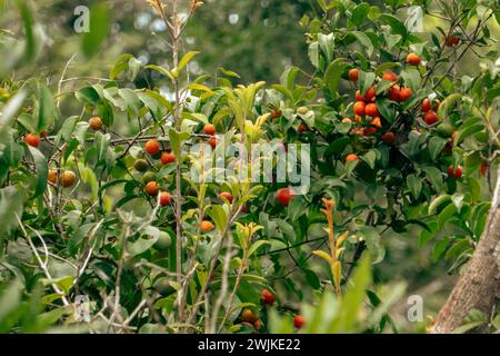 Frutti di bosco che crescono in natura nella foresta Arabuko Sokoke di Malindi, Kenya Foto Stock