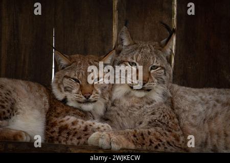 Una coppia di lince si diverte a condividere alcuni gatti selvatici dell'Eurasia Foto Stock