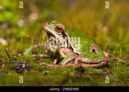 Hyla intermedia, una rana italiana o europea seduta su un tappeto di muschio durante una giornata di pioggia Foto Stock