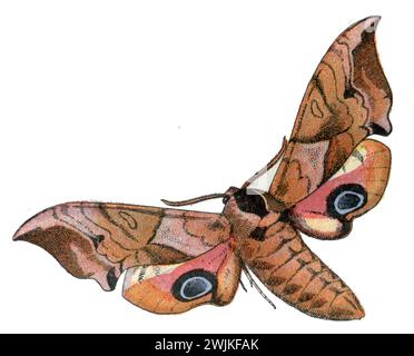 Eyed hawk-moth Smerinthus ocellatus, Millot, Adolphe (1857-1921) u. H. Demoulin sc (enciclopedia, 1910), Abendpfauenauge Foto Stock