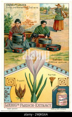 Zafferano, raccolta e arrosto, raffigurati su un quadro Liebig Crocus sativus, (, ), Safran, Ernte und Rösten, Darstellung auf einem Liebig-Bild Foto Stock