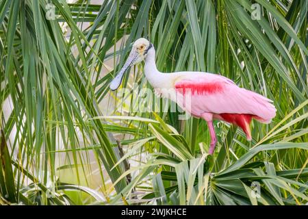 Becco di palissandro (Platalea ajaja) arroccato in cima a palme, Florida, Stati Uniti. Foto Stock