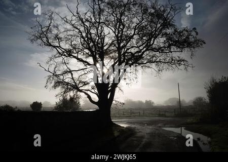 Faggio Red House Farm Lane Bawdsey Suffolk Regno Unito Foto Stock