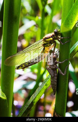 Guscio grigio libellula larvale. Esuvia ninfale di Gomfus vulgatissimus. Filamenti bianchi che sporgono dall'esuvia sono rivestimenti di trachea. Exuviae, ou essiccato Foto Stock