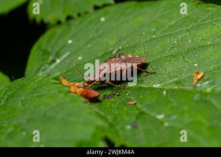 Un primo piano di un insetto marrone della foresta o di uno schermo con le gambe rosse su una foglia verde, Pentatoma rufipes. Foto Stock