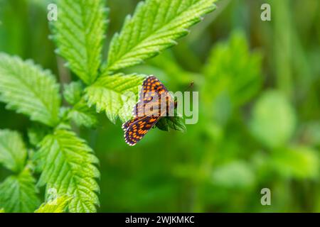 La salute farfalla fritillary Melitaea athalia. Bellissima farfalla fritillary sul prato. Foto Stock