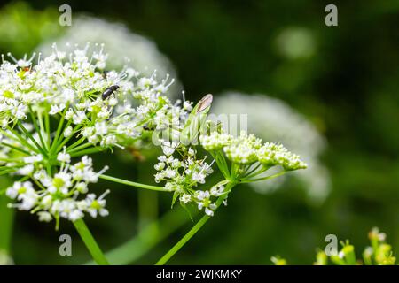Il bug Pentatomoidea si trova su una foglia. Foto Stock