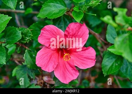 Vista ravvicinata del fiore di ibisco rosa in fiore Foto Stock