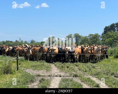 Le vacche da latte Jersey e holstein aspettano dietro il cancello Foto Stock