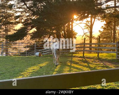 Cavallo al pascolo con tramonto Foto Stock