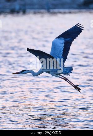 Heron vola sul lago Hamanako a Shizuoka in Giappone Foto Stock