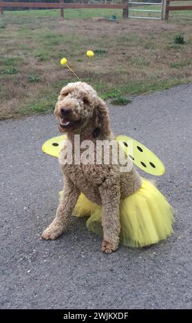 Cane doodle d'oro che indossa il costume delle api per Halloween Foto Stock