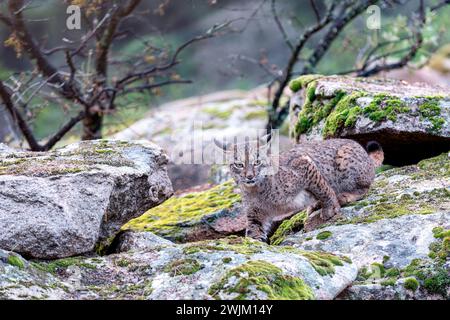 Caccia alla lince iberica nella Sierra de Andujar, Spagna. Foto Stock