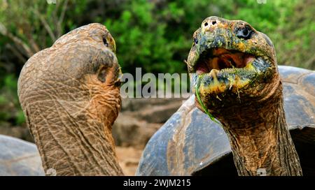 Tartaruga gigante, Chelonoidis niger, Parco Nazionale di Galápagos, Isole Galápagos, Patrimonio dell'Umanità dell'UNESCO, Ecuador, America Galápagos Foto Stock