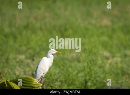 La piccola Egret bianca in piedi nel campo verde. Goa, India. La piccola Egret bianca seduta sullo sfondo verde dell'erba. Foto di viaggio, nessuno, focu selettiva Foto Stock