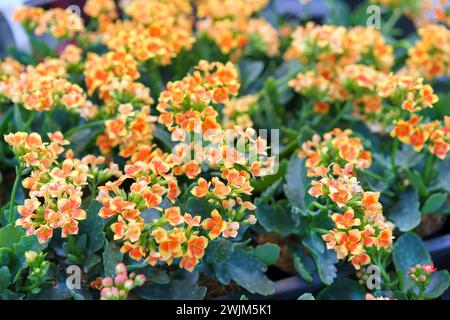 Un vivace spettacolo di piante Kalanchoe in fiore, che mostra un'esplosione di fiori arancioni e gialli contro foglie verdi lussureggianti Foto Stock