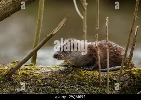 Otter sul fiume inglese Foto Stock