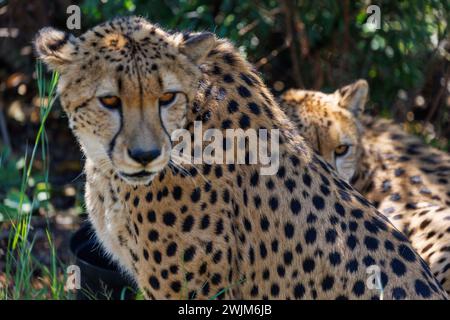 Due Cheetah (Guepardo) in primo piano Foto Stock