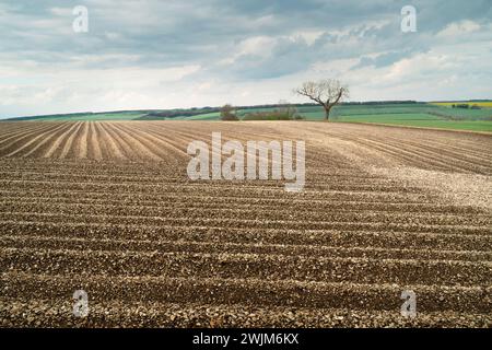 Campo arato e vista sui Wolds con alberi all'orizzonte e campi verdi tutti sotto il cielo luminoso in una bella mattinata d'estate. Sledmere, Regno Unito. Foto Stock