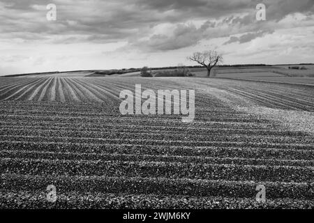 Campo arato e vista sui Wolds con alberi all'orizzonte e campi verdi tutti sotto il cielo luminoso in una bella mattinata d'estate. Sledmere, Regno Unito. Foto Stock