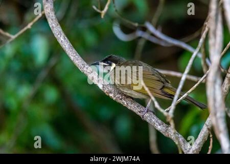 Primo piano di un Lewin's Honeyeater seduto su un ramo di albero, Queensland, Australia. Foto Stock