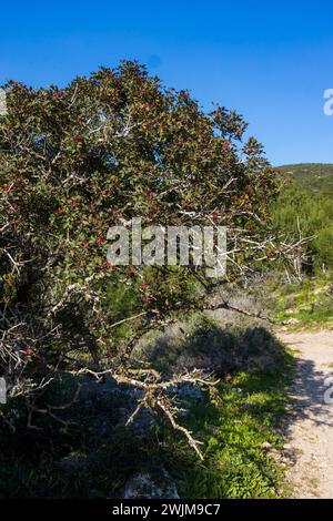 La Pistacia lentiscus è un arbusto divino sempreverde o piccolo albero del genere Pistacia originario del bacino del Mediterraneo. Foto Stock