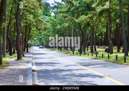 Città di Gangneung, Corea del Sud - 29 luglio 2019: Un'auto viaggia su una strada a due corsie fiancheggiata da verdi pini, formando un baldacchino naturale, vicino a Songjeong Foto Stock