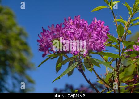Irlanda, Contea di Kerry, Killarney, Muckross House and Gardens, dettaglio di rododendro in fiore. Foto Stock