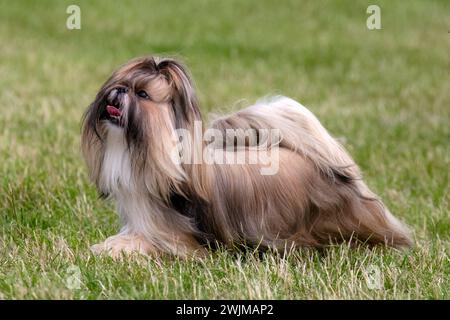 Cane Shih Tzu dai capelli lunghi in oro massiccio sull'erba Foto Stock