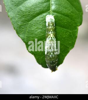 Farfalla mormone comune (Papilio polytes) caterpillar in 4° stadio : (Pix Sanjiv Shukla) Foto Stock