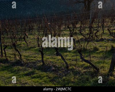 Denbies Wine Estate in inverno, Dorking, Surrey, Regno Unito Foto Stock