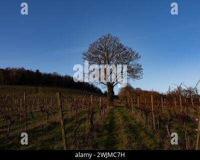 Denbies Wine Estate in inverno, Dorking, Surrey, Regno Unito Foto Stock