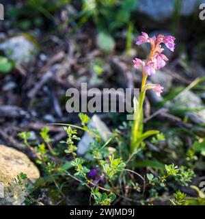 Anacamptis papilionacea (L.) R.M.Bateman, Pridgeon & M.W.Chase. Libro rosso di Israele Foto Stock