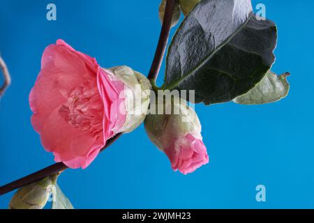 Foto macro di Camellia Japonica, fiore e boccioli in fiore, con grande profondità di campo Foto Stock