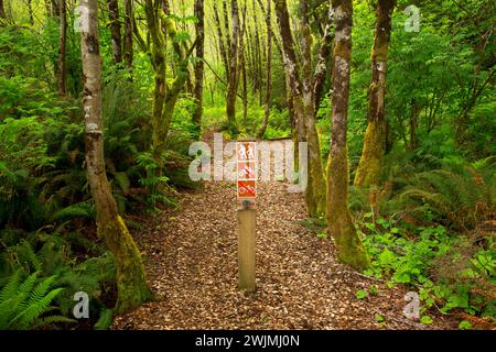 Sentiero attraverso la foresta, Woodland Trail, Waldport, Oregon Foto Stock