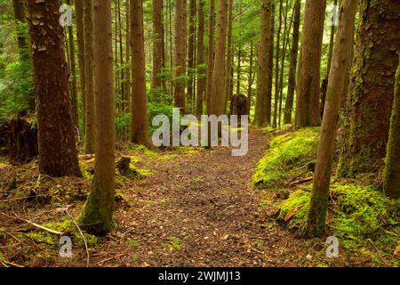 Sentiero attraverso la foresta, Woodland Trail, Waldport, Oregon Foto Stock