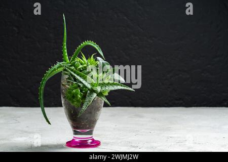 Piante succulente e cactus in una tettoia rotta riciclata Foto Stock