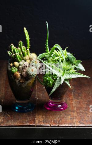 Piante succulente e cactus in una tettoia rotta riciclata Foto Stock