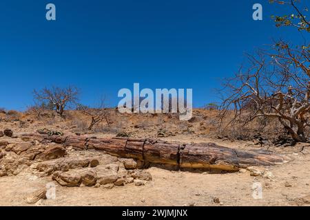 Tronchi di alberi pietrificati e mineralizzati, Khorixas, Damaraland, Namibia Foto Stock