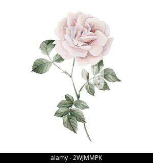 Rosa rosa fioriera sullo stelo con foglie, rosa vittoriana. Illustrazione ad acquerello floreale dipinta a mano isolata su sfondo bianco. Perfetto per Foto Stock