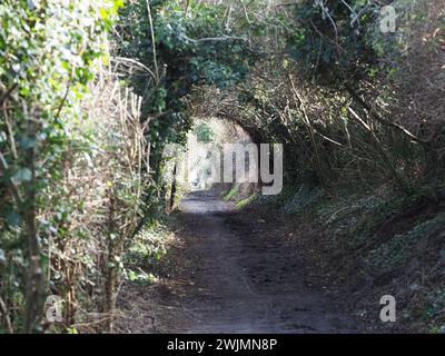 Sheerness, Kent, Regno Unito. 16 febbraio 2024. Un gruppo di comunità chiamato Sheppey Light Railway Greenway spera di introdurre una nuova "Greenway" attraverso l'Isola di Sheppey seguendo il percorso dell'ex Sheppey Light Railway a beneficio di escursionisti e ciclisti. Finora una sezione da Power Station Rd a Scrapsgate, Minster on Sea è stata sgombrata (nella foto) da volontari, ma ulteriori progressi richiederanno la cooperazione dei proprietari terrieri. La Sheppey Light Railway collegava Queenborough a Leysdown ma chiuse nel 1950. Crediti: James Bell/Alamy Live News Foto Stock