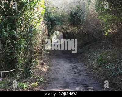 Sheerness, Kent, Regno Unito. 16 febbraio 2024. Un gruppo di comunità chiamato Sheppey Light Railway Greenway spera di introdurre una nuova "Greenway" attraverso l'Isola di Sheppey seguendo il percorso dell'ex Sheppey Light Railway a beneficio di escursionisti e ciclisti. Finora una sezione da Power Station Rd a Scrapsgate, Minster on Sea è stata sgombrata (nella foto) da volontari, ma ulteriori progressi richiederanno la cooperazione dei proprietari terrieri. La Sheppey Light Railway collegava Queenborough a Leysdown ma chiuse nel 1950. Crediti: James Bell/Alamy Live News Foto Stock