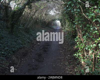 Sheerness, Kent, Regno Unito. 16 febbraio 2024. Un gruppo di comunità chiamato Sheppey Light Railway Greenway spera di introdurre una nuova "Greenway" attraverso l'Isola di Sheppey seguendo il percorso dell'ex Sheppey Light Railway a beneficio di escursionisti e ciclisti. Finora una sezione da Power Station Rd a Scrapsgate, Minster on Sea è stata sgombrata (nella foto) da volontari, ma ulteriori progressi richiederanno la cooperazione dei proprietari terrieri. La Sheppey Light Railway collegava Queenborough a Leysdown ma chiuse nel 1950. Crediti: James Bell/Alamy Live News Foto Stock