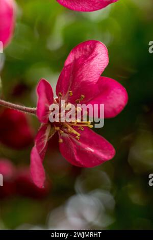 Fiori di melo rosa contro fogliame verde sfocato Foto Stock
