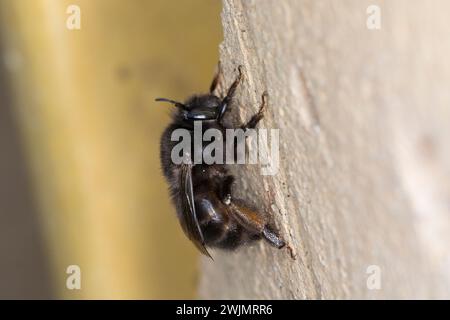 Pelzbiene, Gemeine Pelzbiene, Pelz-Biene, Frühlings-Pelzbiene, Frühlingspelzbiene, Weibchen, Anthophora plumipes, Anthophora acervorum, peloso f Foto Stock